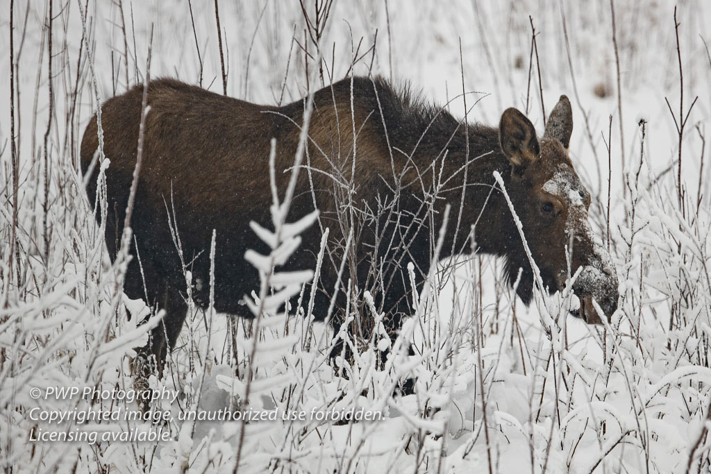 Moose-20200124_125802_PWP.jpg