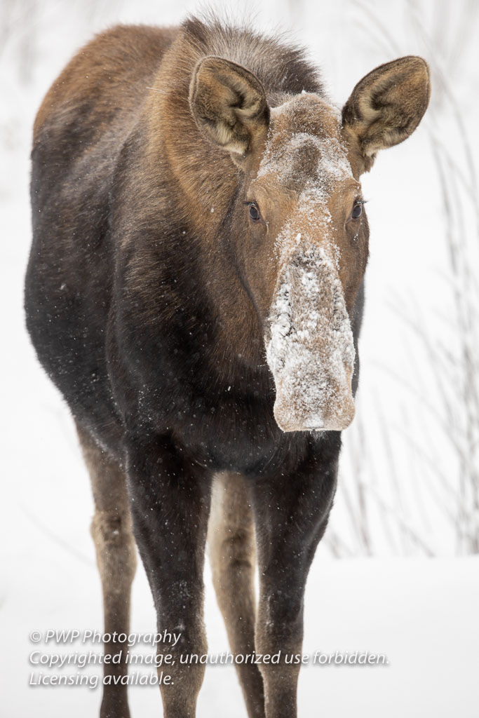 Moose-20200124_131250_PWP.jpg