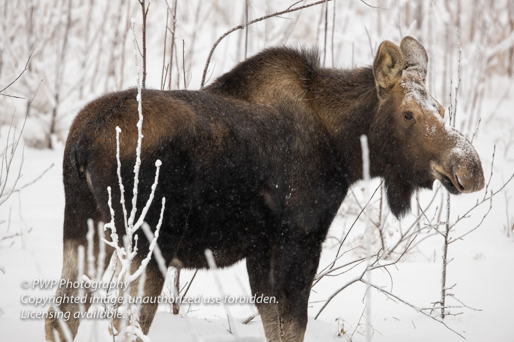 Moose-20200124_131316_PWP.jpg