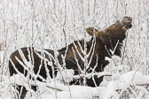 Moose-20200124_130559_PWP.jpg