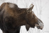 Moose-20200124_131351_PWP.jpg