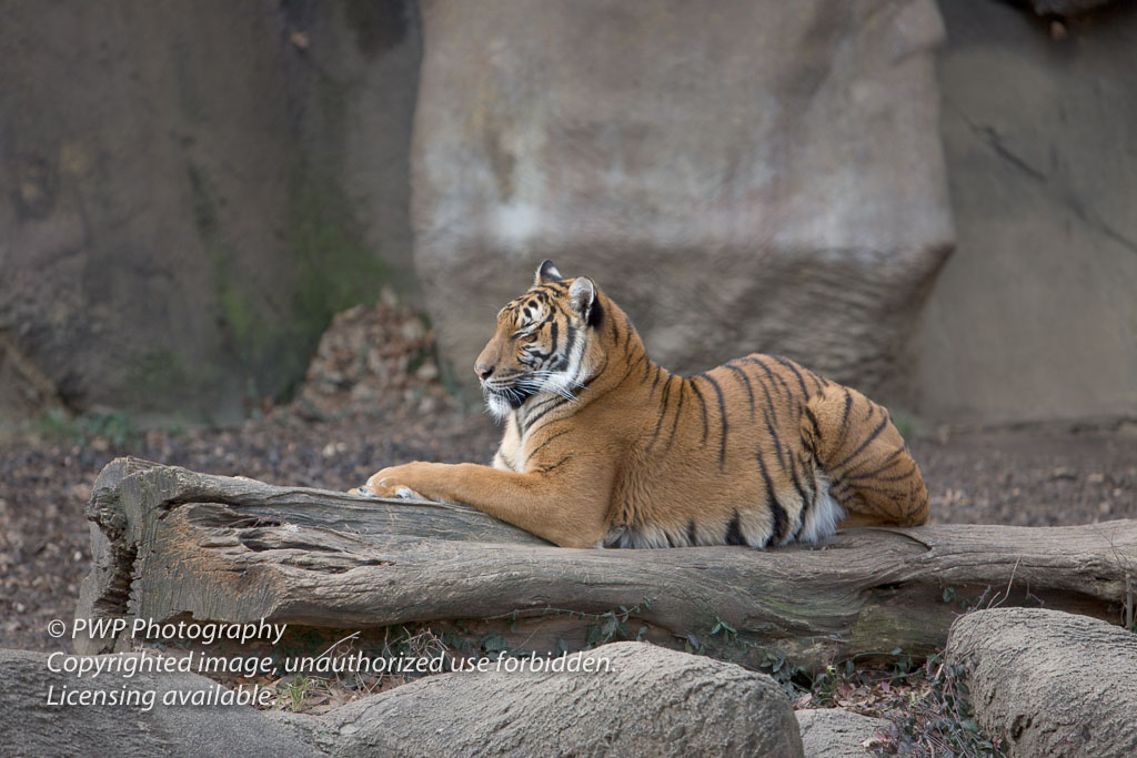 Cincinnati-Zoo_20061228_075307_PWP.jpg