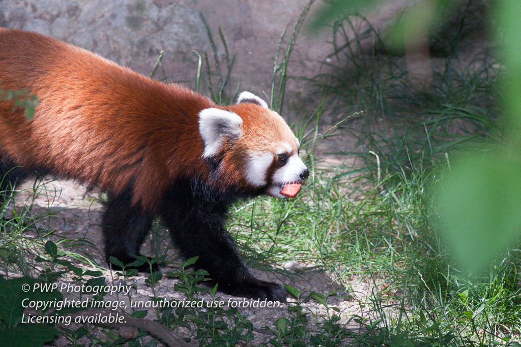 Cincinnati-Zoo_20070615_080219_PWP.jpg