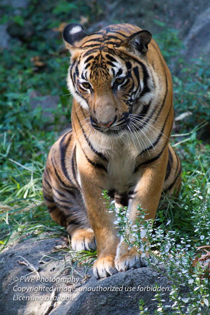 Cincinnati-Zoo_20100921_054456_PWP.jpg