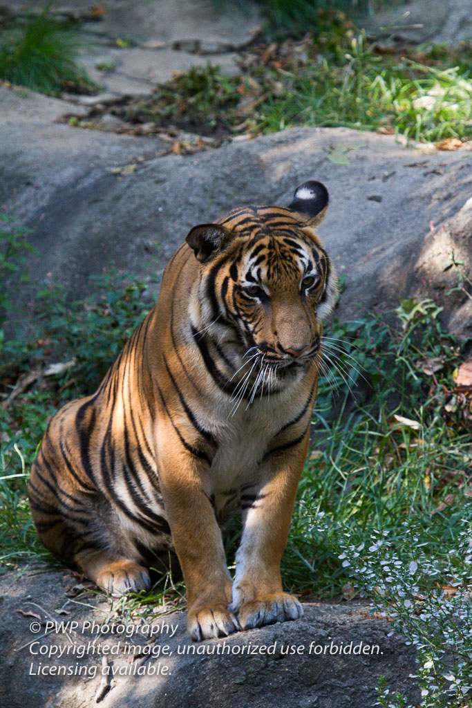 Cincinnati-Zoo_20100921_054541_PWP.jpg