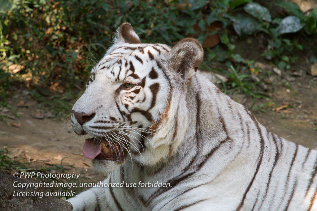 Cincinnati-Zoo_20100921_071706_PWP-3.jpg