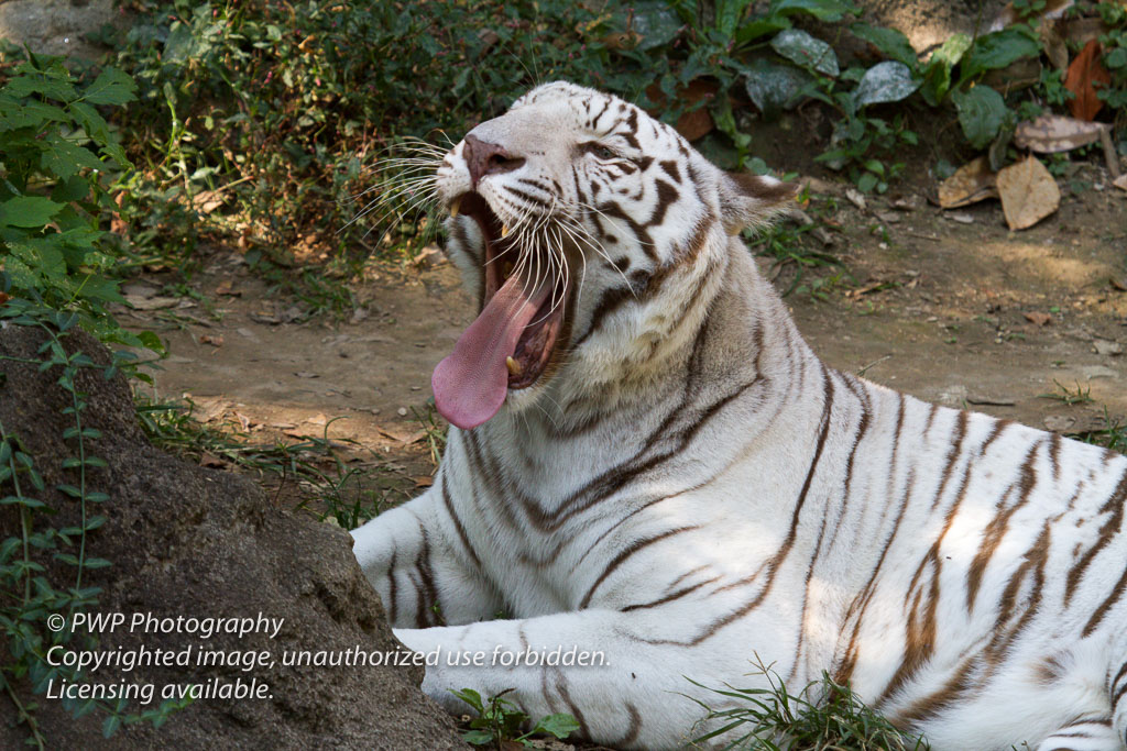 Cincinnati-Zoo_20100921_071738_PWP-3.jpg