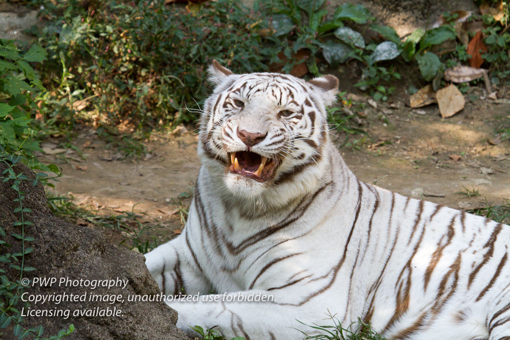 Cincinnati-Zoo_20100921_071741_PWP-3.jpg