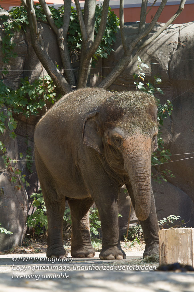 Cincinnati-Zoo_20100921_074747_PWP.jpg