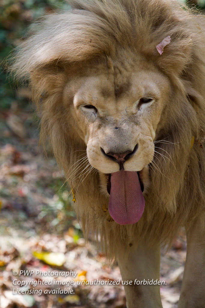 Cincinnati-Zoo_20100921_090043_PWP-3.jpg