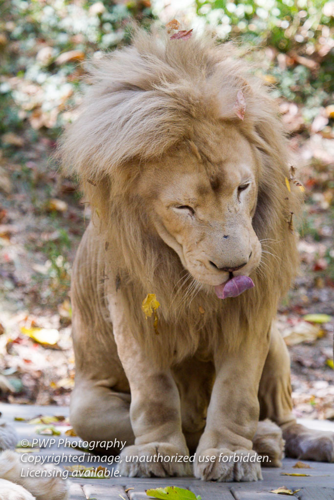 Cincinnati-Zoo_20100921_090050_PWP.jpg