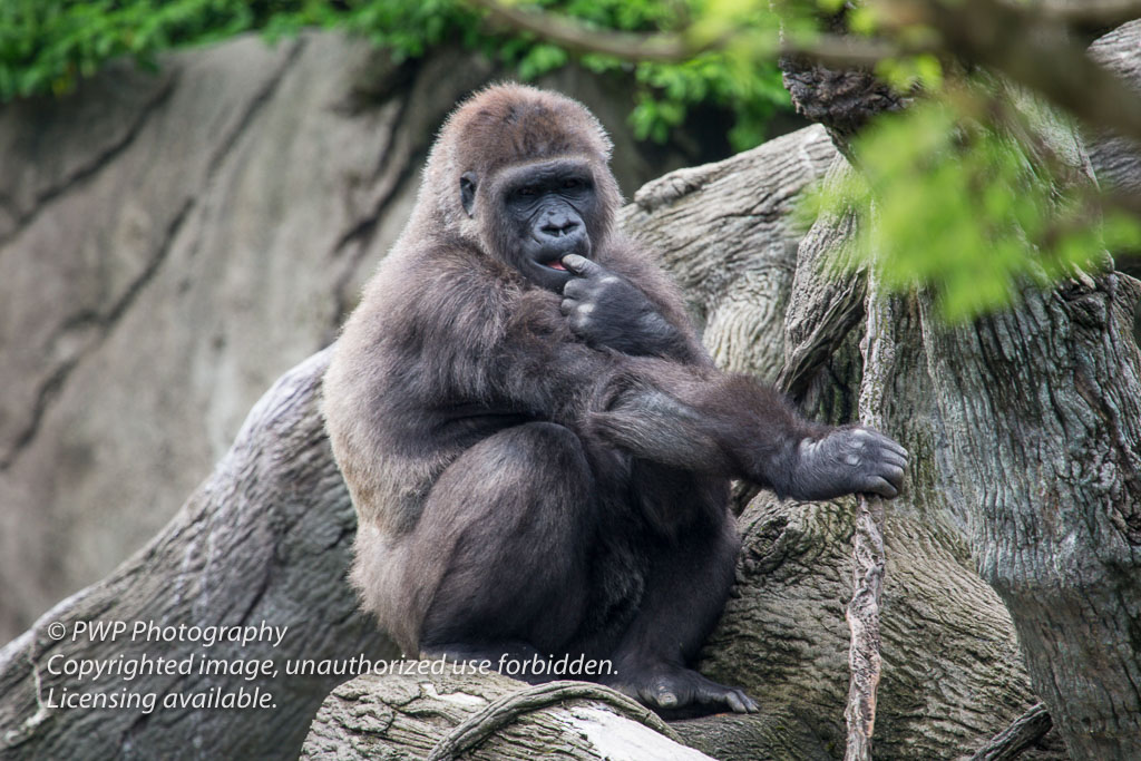 Cincinnati-Zoo_20140718_055550_PWP.jpg