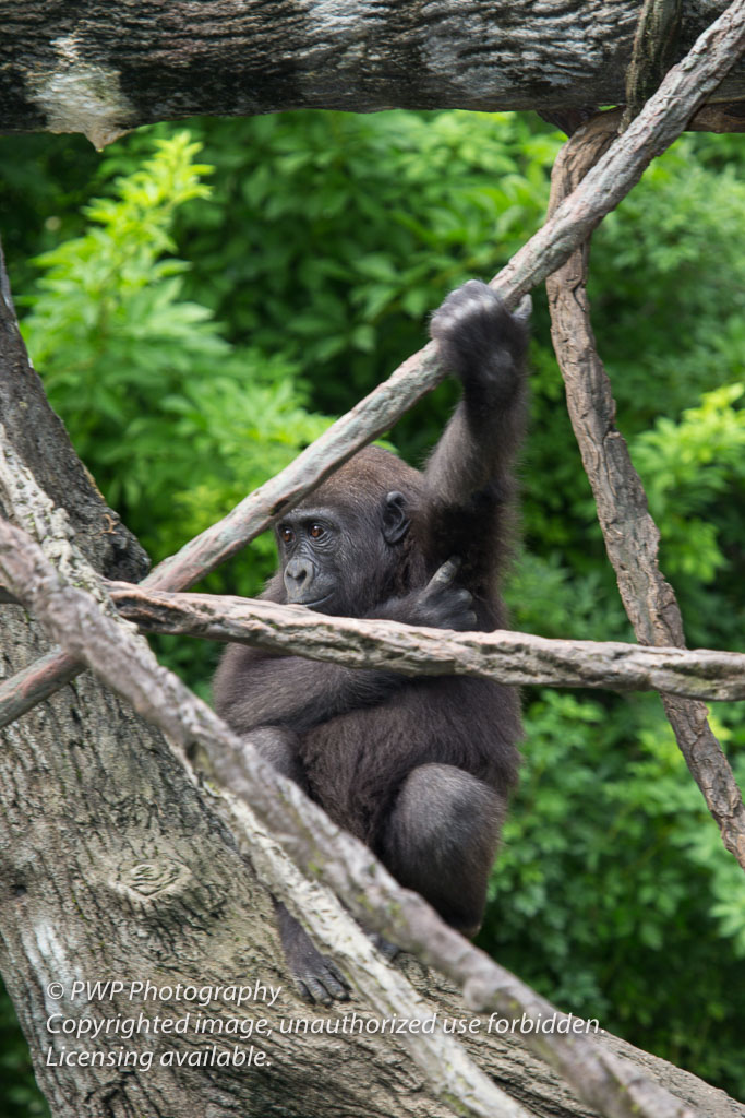 Cincinnati-Zoo_20140718_055805_PWP.jpg