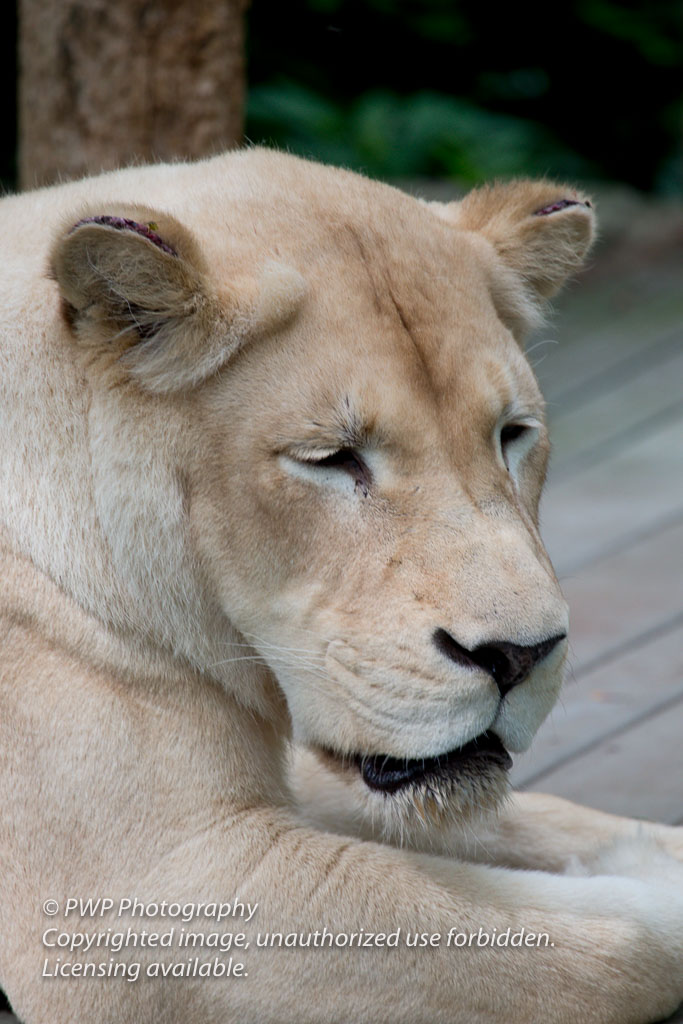 Cincinnati-Zoo_20140718_062308_PWP.jpg