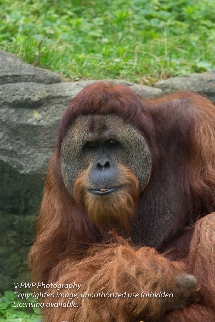 Cincinnati-Zoo_20140718_070038_PWP.jpg