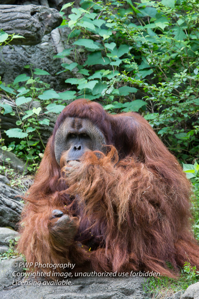 Cincinnati-Zoo_20140718_070301_PWP.jpg