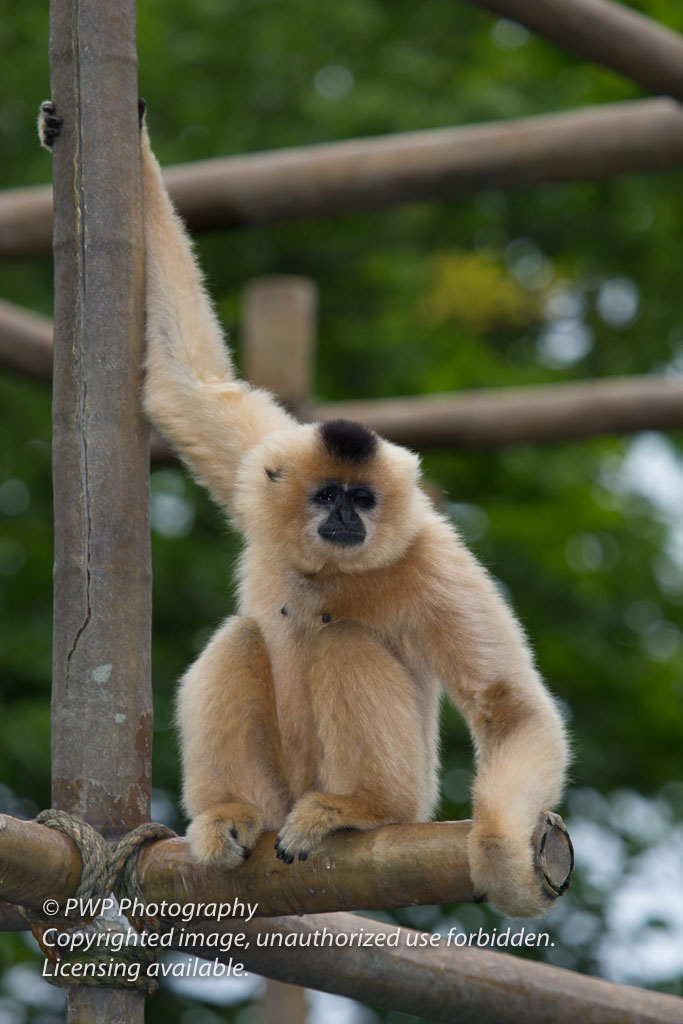 Cincinnati-Zoo_20140718_085405_PWP.jpg