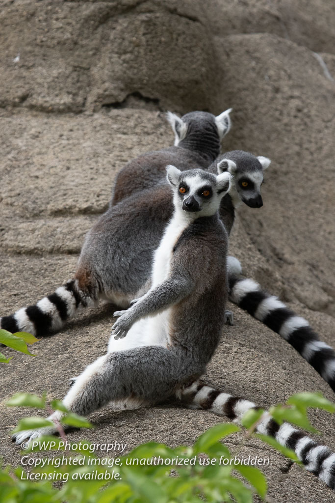 Cincinnati-Zoo_20190521_055010_PWP.jpg