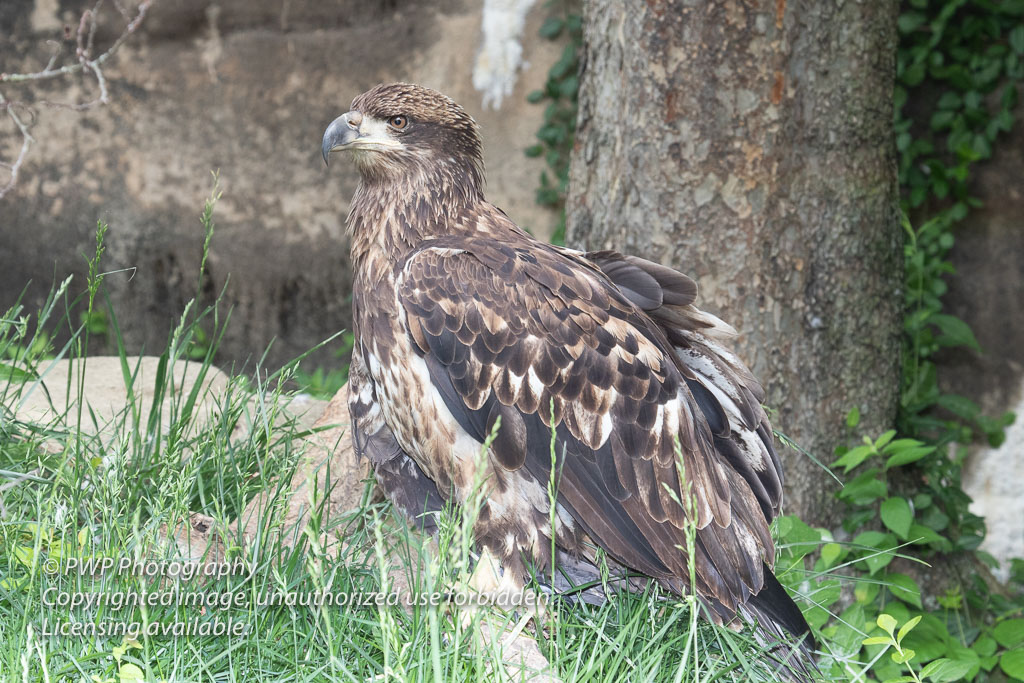 Cincinnati-Zoo_20190521_055201_PWP.jpg