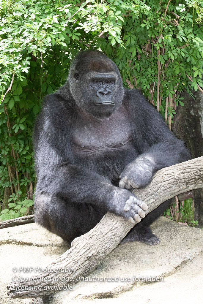 Cincinnati-Zoo_20190521_062207_PWP.jpg