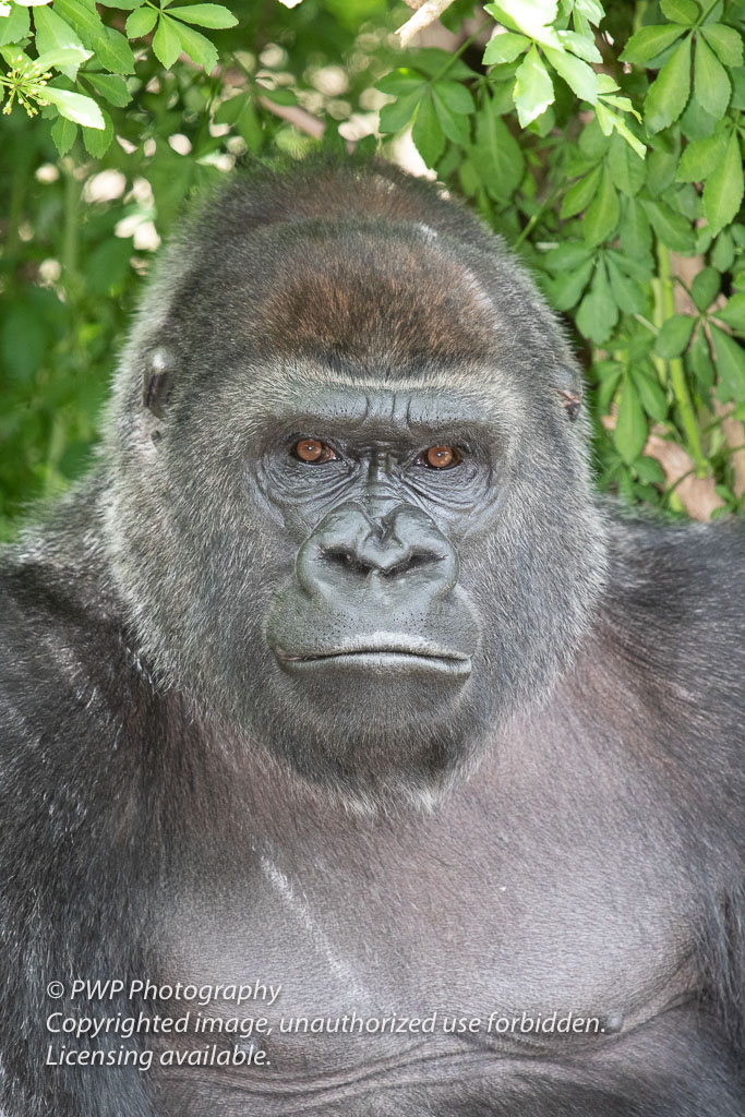 Cincinnati-Zoo_20190521_062212_PWP.jpg