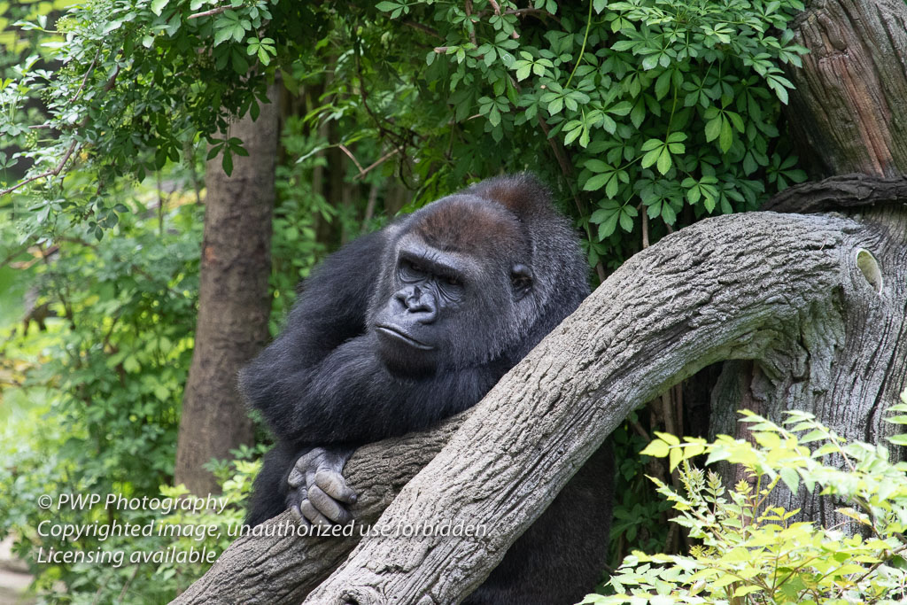 Cincinnati-Zoo_20190521_062452_PWP.jpg