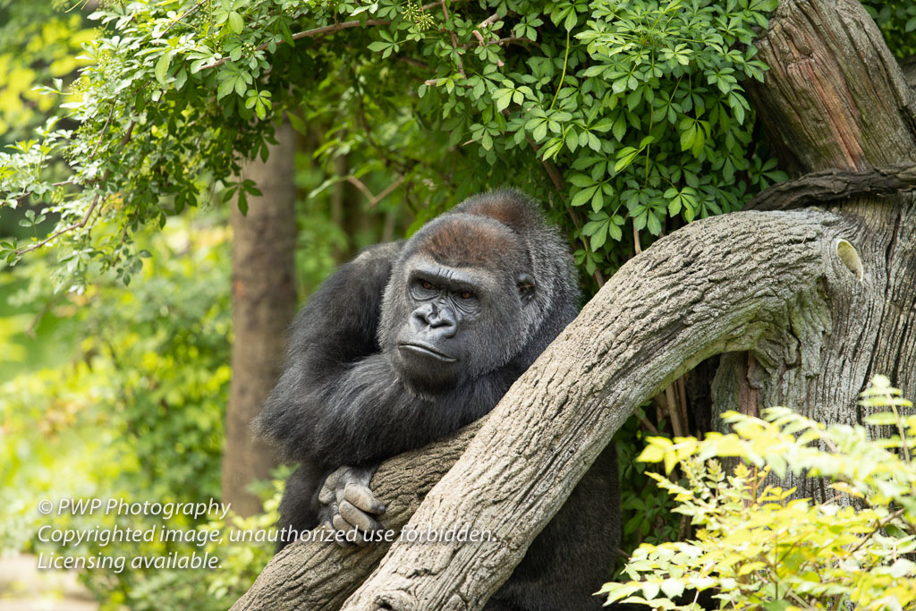 Cincinnati-Zoo_20190521_072649_PWP.jpg