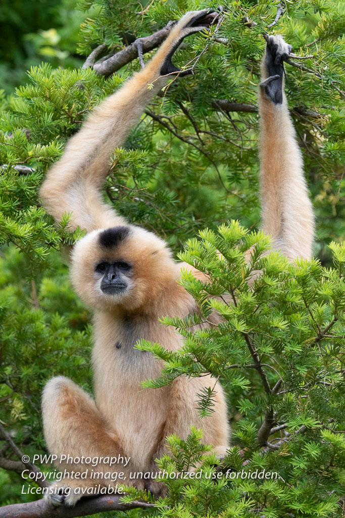 Cincinnati-Zoo_20190521_075501_PWP.jpg