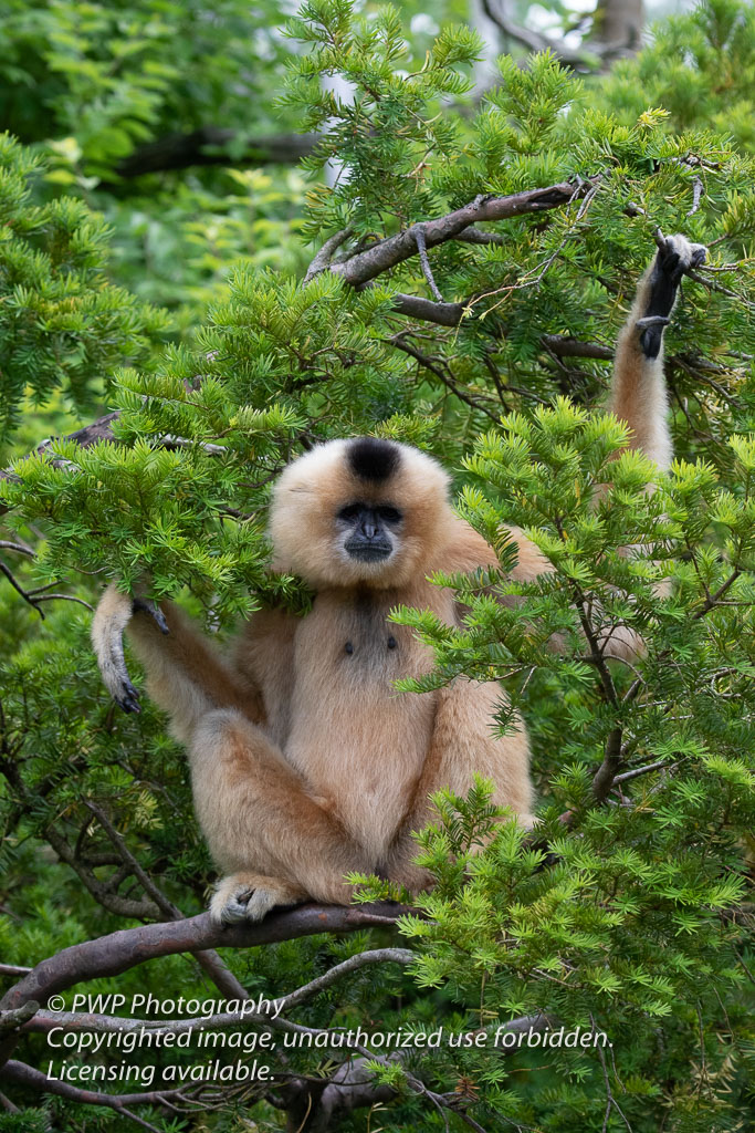 Cincinnati-Zoo_20190521_075601_PWP-2.jpg