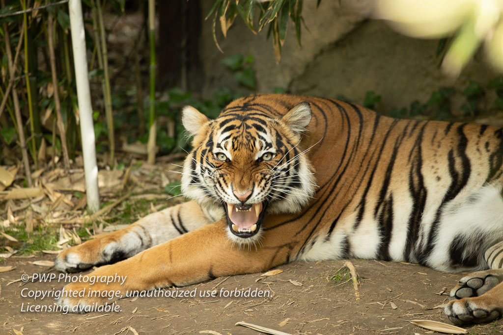 Cincinnati-Zoo_20190521_075808_PWP.jpg