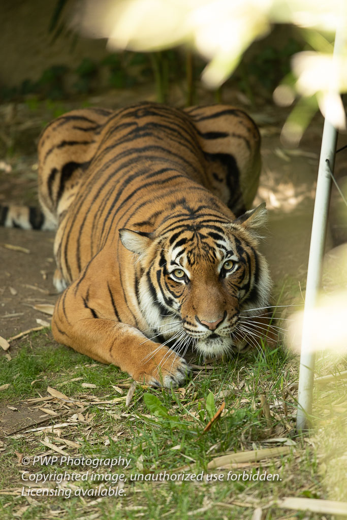 Cincinnati-Zoo_20190521_080403_PWP.jpg