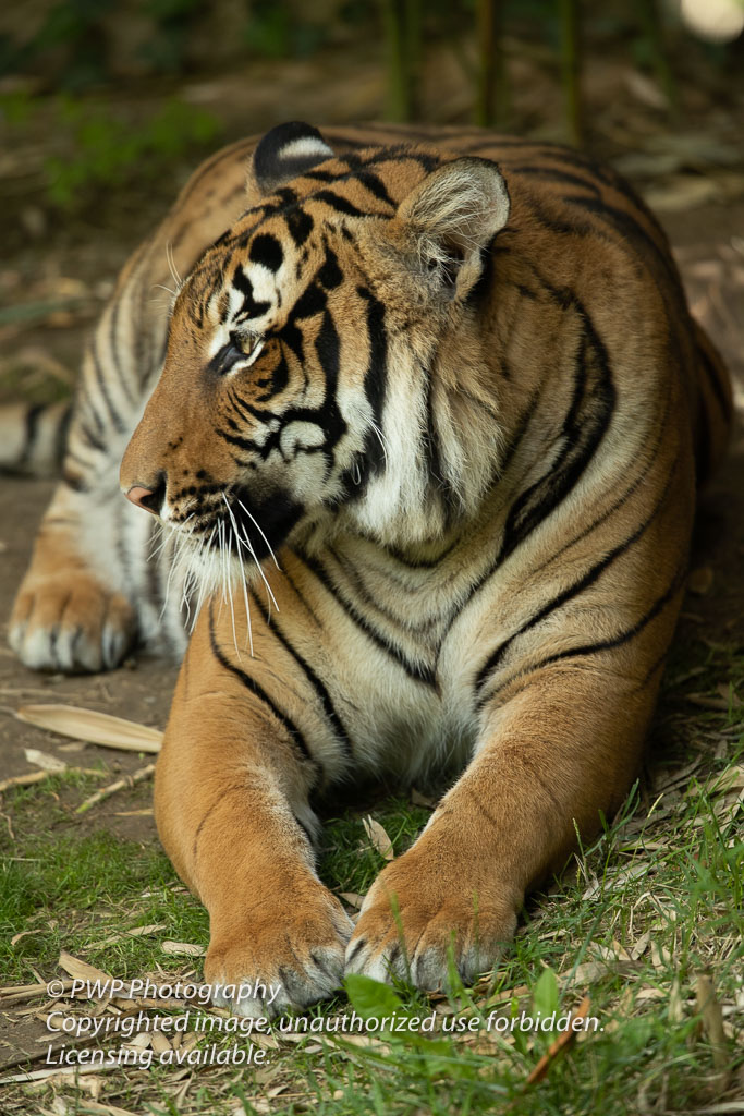 Cincinnati-Zoo_20190521_080518_PWP.jpg