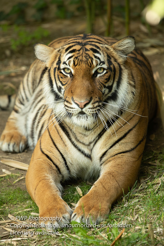 Cincinnati-Zoo_20190521_080545_PWP.jpg