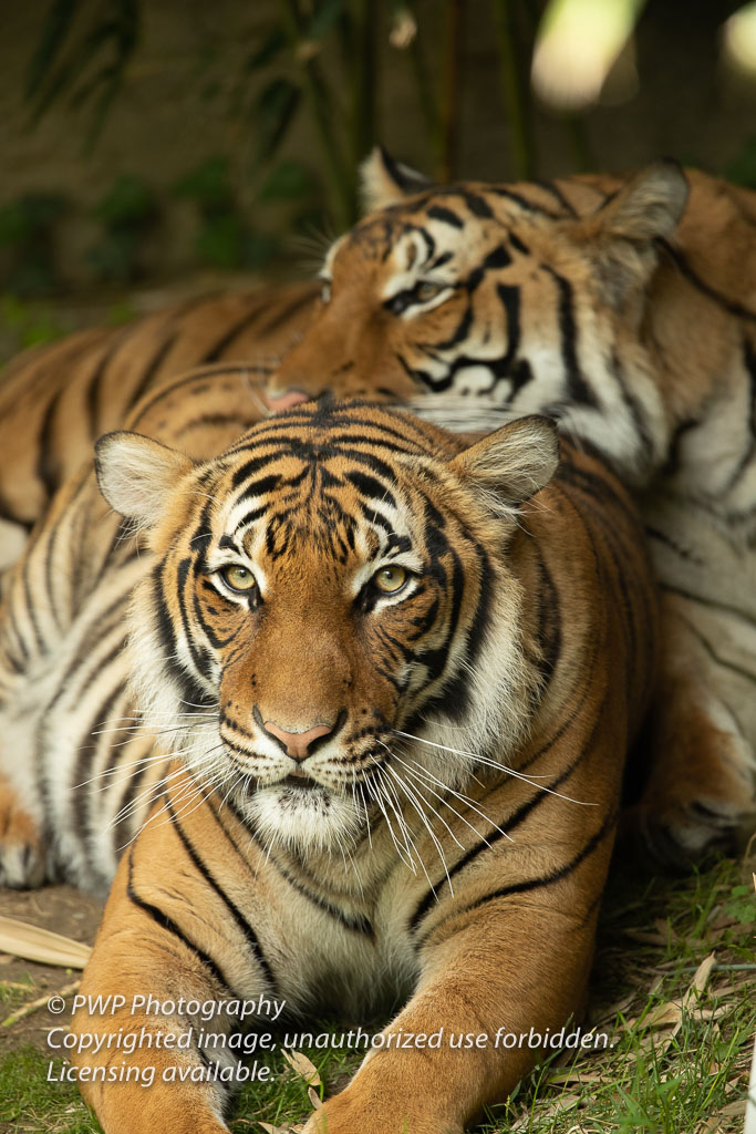 Cincinnati-Zoo_20190521_081156_PWP.jpg