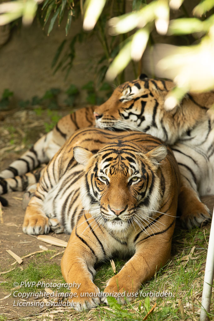 Cincinnati-Zoo_20190521_082347_PWP.jpg