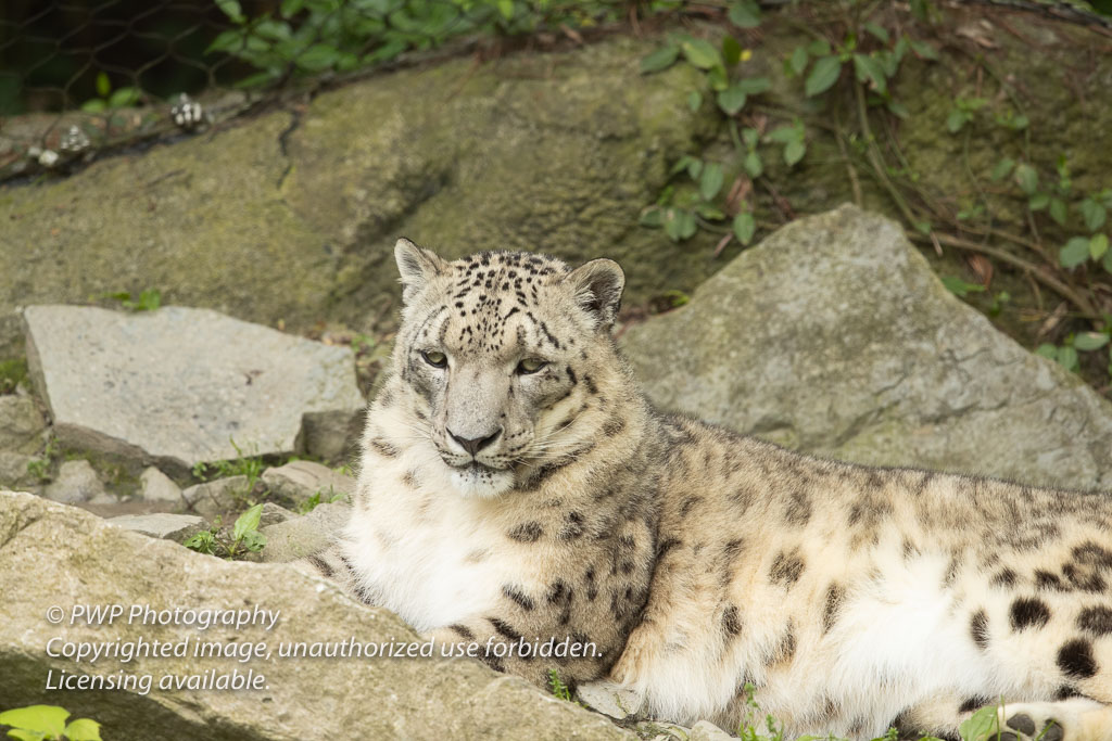 Cincinnati-Zoo_20190521_083122_PWP.jpg