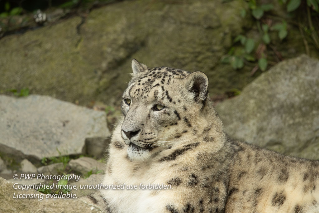 Cincinnati-Zoo_20190521_083214_PWP.jpg